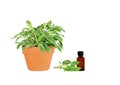 Herb Sage Royalty Free Stock Photo