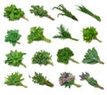 Herb Sampler