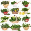 Herb Sampler Royalty Free Stock Photo