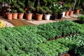 Herb Seedlings in Plant Nursery Royalty Free Stock Photo