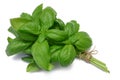 Herb Series Basil Royalty Free Stock Photo