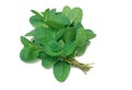 Herb Series Common Mint Royalty Free Stock Photo