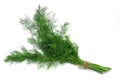 Herb Series Dill