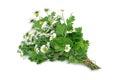 Herb Series Feverfew