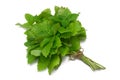 Herb Series Lemon Balm