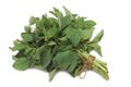 Herb Series Oregano