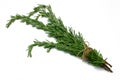 Herb Series Rosemary