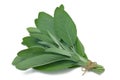 Herb Series Sage