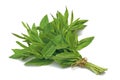 Herb Series Spearmint