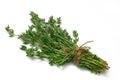 Herb Series Thyme