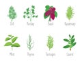 Herb Set Dill, Parsley, Basil, Mint, Rosemary, Laurel and Thyme. Vector Royalty Free Stock Photo