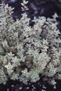 Culinary Herb - Siver Posie Thyme in the Herb Garden Royalty Free Stock Photo