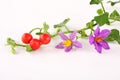 Herb-Solanum trilobatum with fruits, Royalty Free Stock Photo