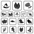 Herb and spices black icons in set collection for design.Different kinds of seasonings vector symbol stock web Royalty Free Stock Photo