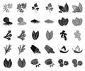 Herb and spices black,monochrome icons in set collection for design.Different kinds of seasonings vector symbol stock Royalty Free Stock Photo