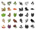 Herb and spices cartoon,black icons in set collection for design.Different kinds of seasonings vector symbol stock web Royalty Free Stock Photo