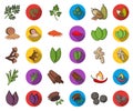 Herb and spices cartoon,flat icons in set collection for design.Different kinds of seasonings vector symbol stock web Royalty Free Stock Photo