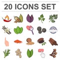 Herb and spices cartoon icons in set collection for design.Different kinds of seasonings vector symbol stock web Royalty Free Stock Photo