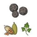 Herb and spices cartoon icons in set collection for design.Different kinds of seasonings vector symbol stock web Royalty Free Stock Photo