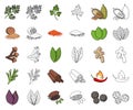 Herb and spices cartoon,outline icons in set collection for design.Different kinds of seasonings vector symbol stock web Royalty Free Stock Photo