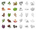 Herb and spices cartoon,outline icons in set collection for design.Different kinds of seasonings vector symbol stock web Royalty Free Stock Photo