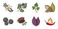 Herb and spices icons in set collection for design.Different kinds of seasonings vector symbol stock web illustration. Royalty Free Stock Photo