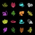 Herb and spices neon icons in set collection for design.Different kinds of seasonings vector symbol stock web Royalty Free Stock Photo