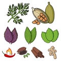 Herb and spices set icons in cartoon style. Big collection of herb and spices vector symbol stock illustration Royalty Free Stock Photo