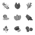 Herb and spices set icons in monochrome style. Big collection of herb and spices vector symbol stock illustration Royalty Free Stock Photo