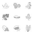 Herb and spices set icons in outline style. Big collection of herb and spices illustration Royalty Free Stock Photo