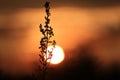 Herb on sunset background