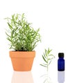 Herb Tarragon Essential Oil