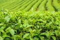 The herb tea plant or Camellia sinensis field