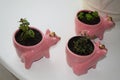 herb in three little pigs Royalty Free Stock Photo