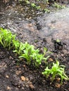 Herb vegetables plants growing soil Seedlings ground Royalty Free Stock Photo