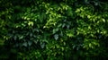 Herb wall, plant wall, natural green wallpaper and background. nature wall. Nature background of green forest.