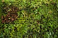 herb wall, plant wall, natural green wallpaper and background.