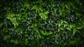 Herb wall, plant wall, natural green wallpaper and background. nature wall. Nature background of green forest