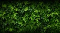 Herb wall, plant wall, natural green wallpaper and background. nature wall. Nature background of green forest.