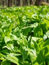 Herb wild bears garlic and grasses growing in spring forest Royalty Free Stock Photo