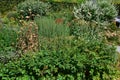 Herb wild garden in Schlosshof Vegetable garden planted with groups of herbs and perennials