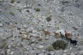 Herb of wild goats at Passu Glacier, Pakistan