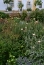 Herb wildish garden in Schlosshof Austria Vegetable garden professionally planted with groups of herbs and perennials