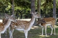 Herd of young deer in a field