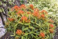 Herbaceous border with orange flowering Splurge or Euphorbia plant.