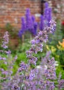 Herbaceous border at Oxburgh Hall, Norfolk UK. Purple Catmint, also known as Nepeta Racemosa or Walker`s Low in the foreground.