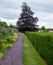 Herbaceous border at Oxburgh Hall, Norfolk UK. Purple Catmint, also known as Nepeta Racemosa or Walker`s Low in the foreground.