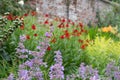 Herbaceous border at Oxburgh Hall, Norfolk UK. Purple Catmint, also known as Nepeta Racemosa or Walker`s Low in th foreground.