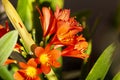 Herbaceous flower in tropical garden of Central America, natural detail and colorful organic. Clivia miniata in Guatemala.