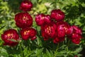 Herbaceous Peonies Buckeye Belle in flower Royalty Free Stock Photo